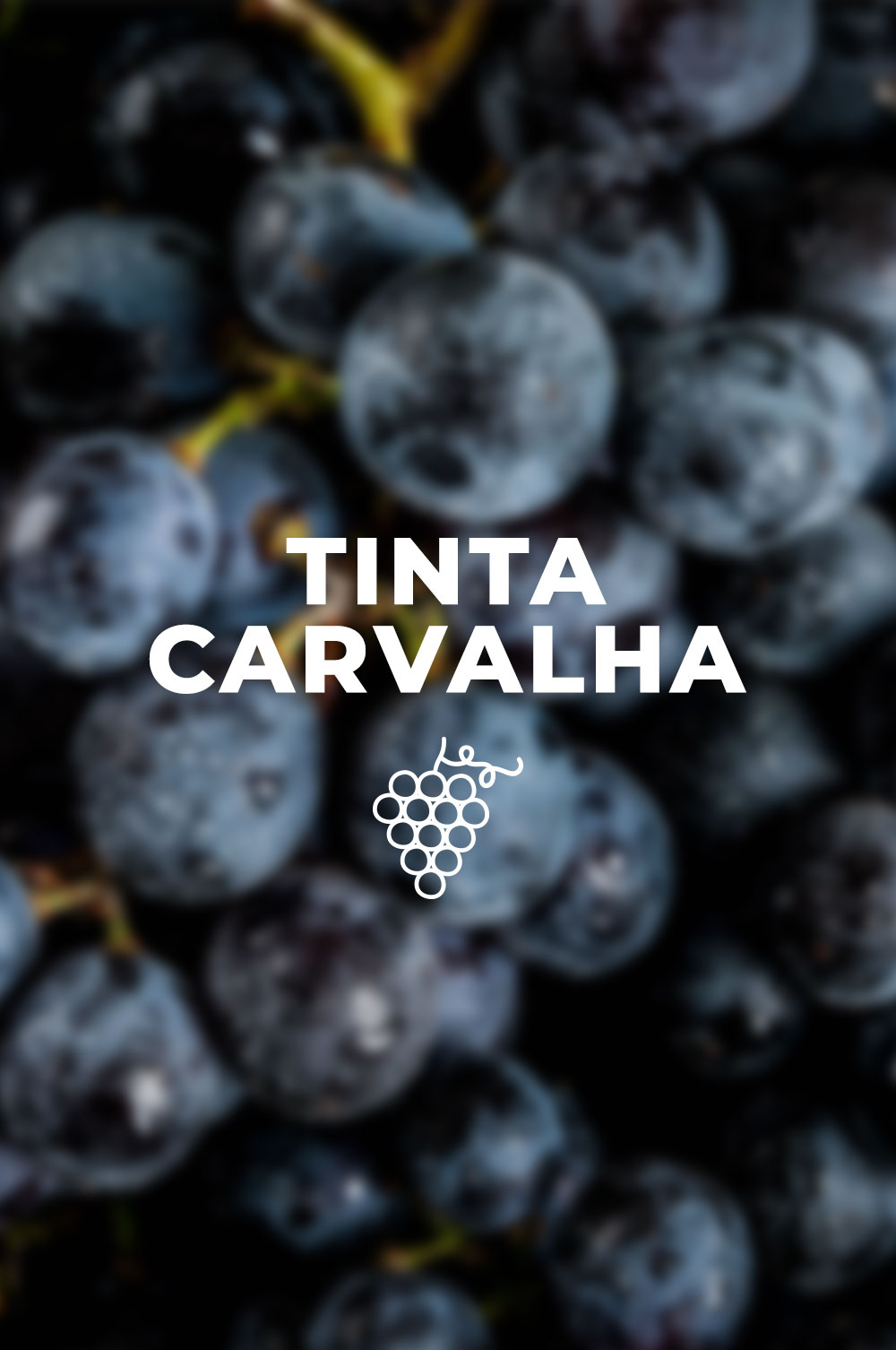 A toast to Tinta Carvalha, with a wine from António Maçanita